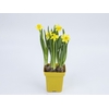 NARCISSUS AMARELO P14 QUADRADO