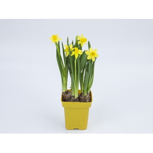 NARCISSUS AMARELO P14 QUADRADO