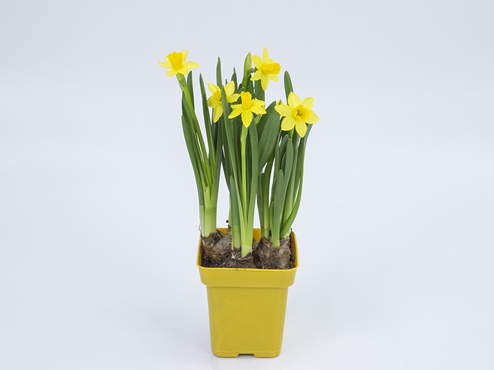 NARCISSUS AMARELO P14 QUADRADO