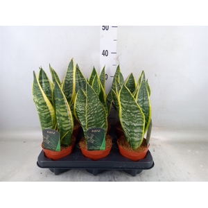 Sansevieria trifa. 'Futura Superba'