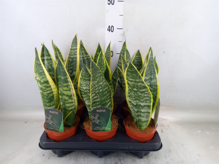 <h4>Sansevieria trifa. 'Futura Superba'</h4>