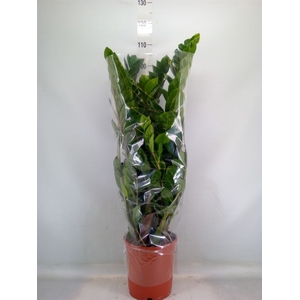 Zamioculcas zamiifolia