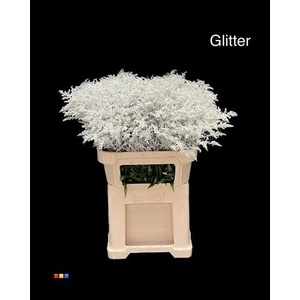 Solidago White + Glit 80cm Bio