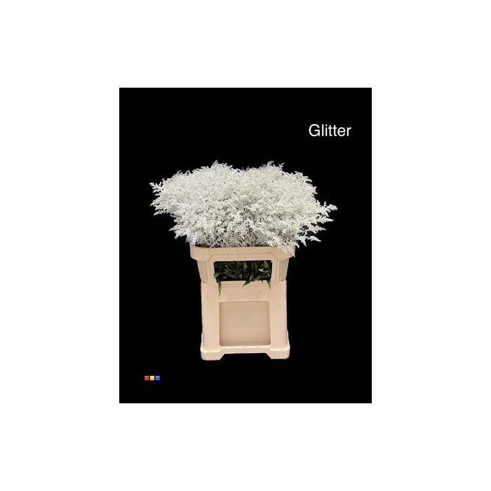 <h4>Solidago White + Glit 80cm Bio</h4>