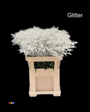 Solidago White + Glit 80cm Bio