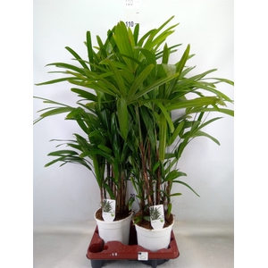 Rhapis excelsa