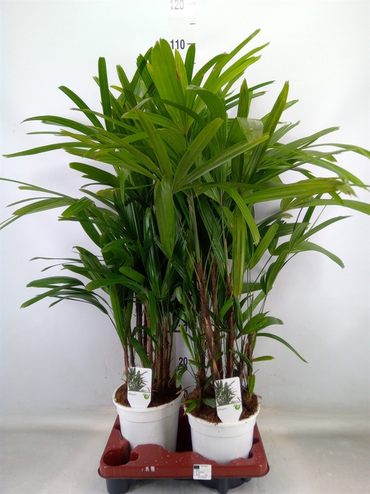 <h4>Rhapis excelsa</h4>