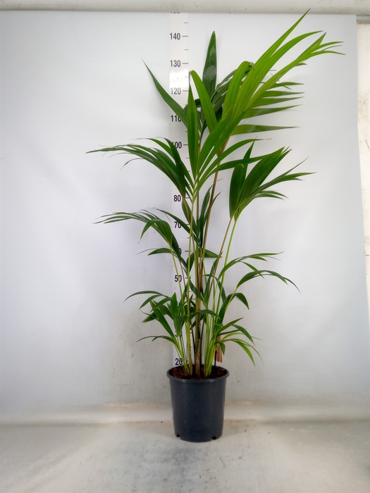 <h4>Howea forsteriana</h4>