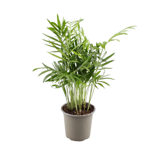 Chamaedorea Elegans