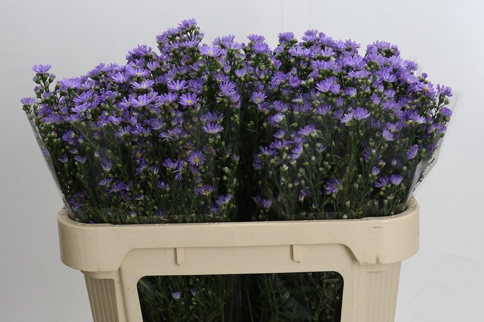 <h4>Aster Cassandra</h4>