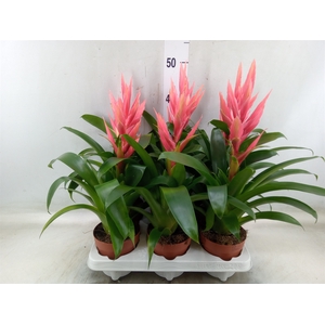 Tillandsia  'Ziva'