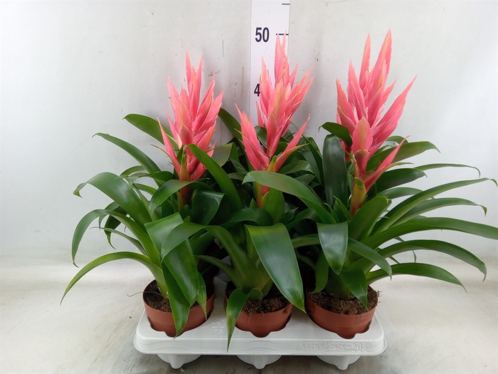 <h4>Tillandsia  'Ziva'</h4>