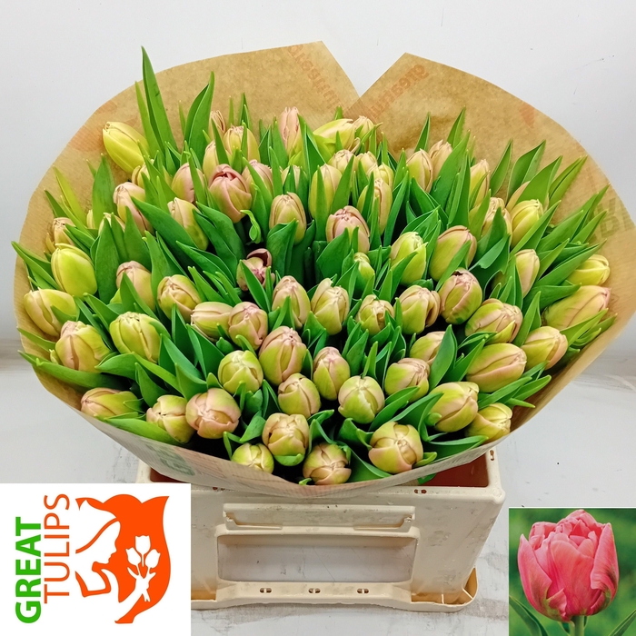 <h4>TU DU SALM SYMBIOSE</h4>