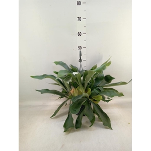 Platycerium bifurc. 'Netherlands'