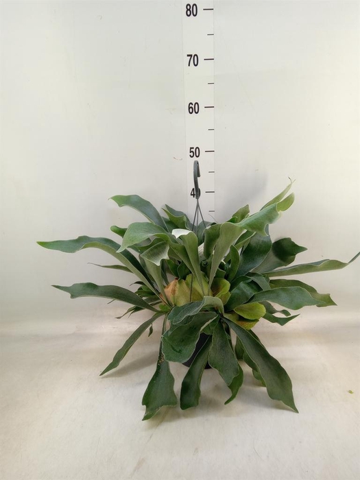 <h4>Platycerium bifurc. 'Netherlands'</h4>