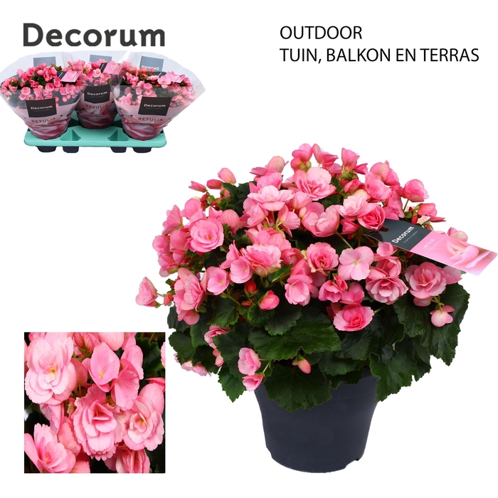 <h4>Betulia candy 19cm outdoor Decorum</h4>