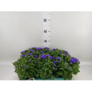 Campanula isoph. 'Dublin Blue'