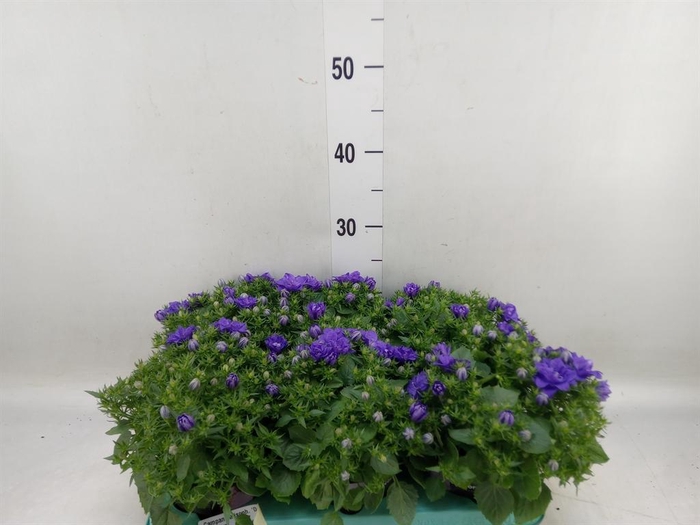 <h4>Campanula isoph. 'Dublin Blue'</h4>