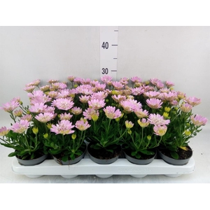 Osteospermum  '3D Pink'