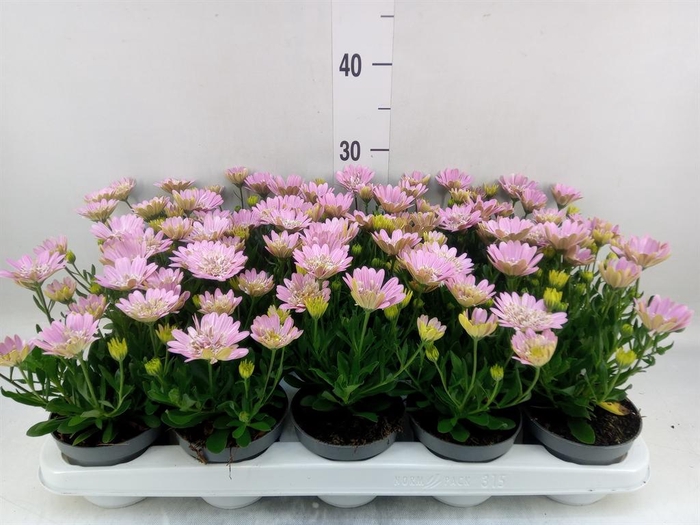 <h4>Osteospermum '3D Pink'</h4>