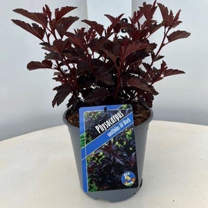 Physocarpus opulifolius All Black ('Minall2'PBR)