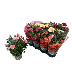 RO KORDANA GEM 5 SRT