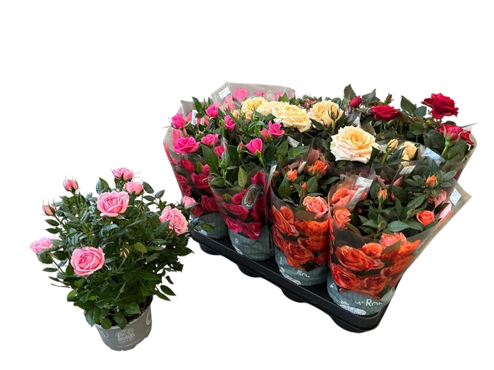 <h4>RO KORDANA GEM 5 SRT</h4>