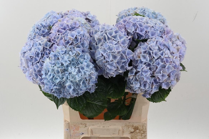 <h4>Hydr M My Minerva</h4>