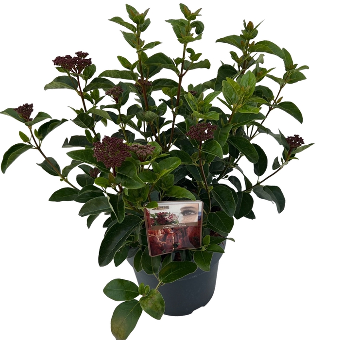 <h4>Viburnum tinus 'Lisa Rose'®  sense C5</h4>