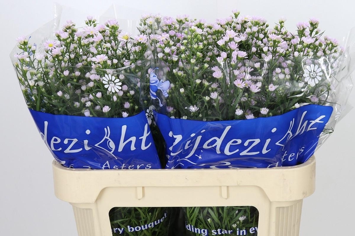 <h4>Aster Claudia</h4>