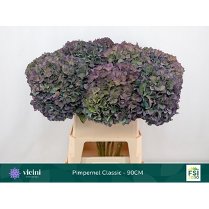 Hydrangea  'Pimpernel'  CL