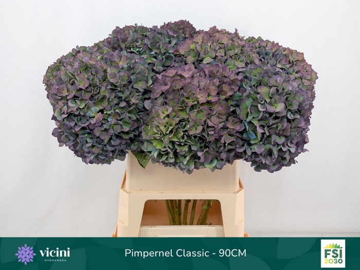 <h4>Hydrangea  'Pimpernel'  CL</h4>