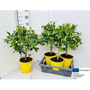 Citrof Floridana 10+