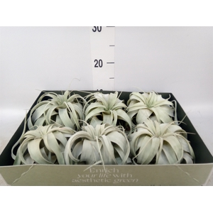 Tillandsia xerographica