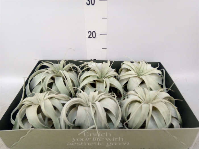 <h4>Tillandsia xerographica</h4>
