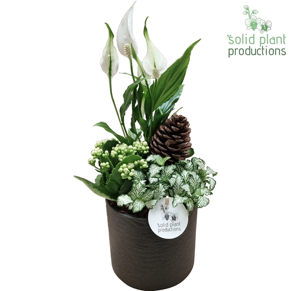 <h4>SP001 Amy Grey Bark</h4>