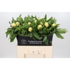 Paeonia Sunny Girl