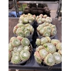 Sempervivum   ...