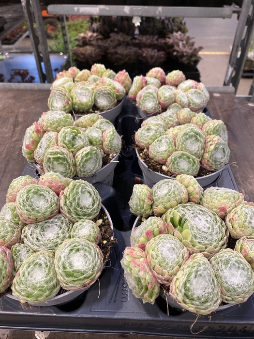 Sempervivum   ...