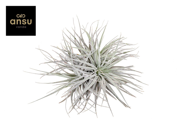 <h4>Tillandsia Super Silver XL</h4>
