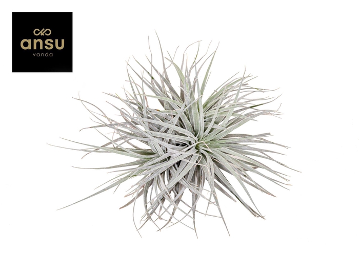 <h4>Tillandsia Super Silver XL</h4>
