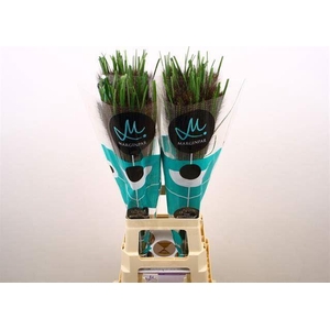 PENNISETUM BLACK FOX