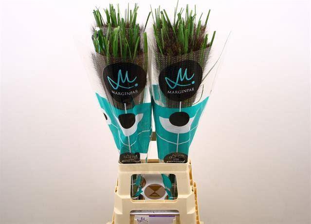 <h4>PENNISETUM BLACK FOX</h4>