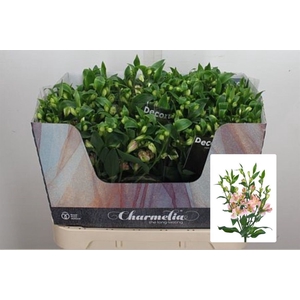 Alst Fl Charmelia Pink