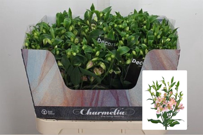 <h4>Alst Fl Charmelia Pink</h4>