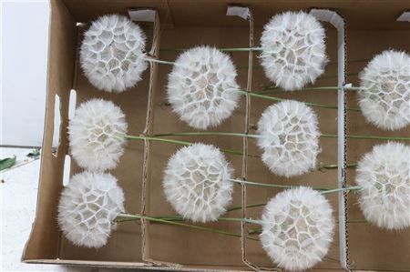 <h4>PRES PUSTE BLOEMEN</h4>