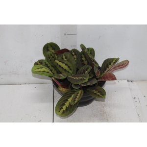 MARANTA LEUCONEURA FASCINATOR TRICOLOUR C21