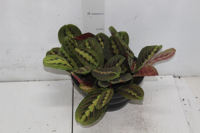 MARANTA LEUCONEURA FASCINATOR TRICOLOUR C21
