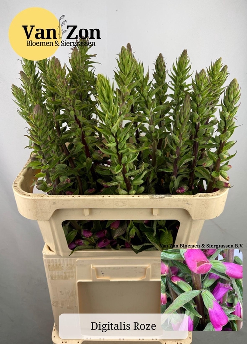 <h4>DIGITALIS PURPUREA</h4>