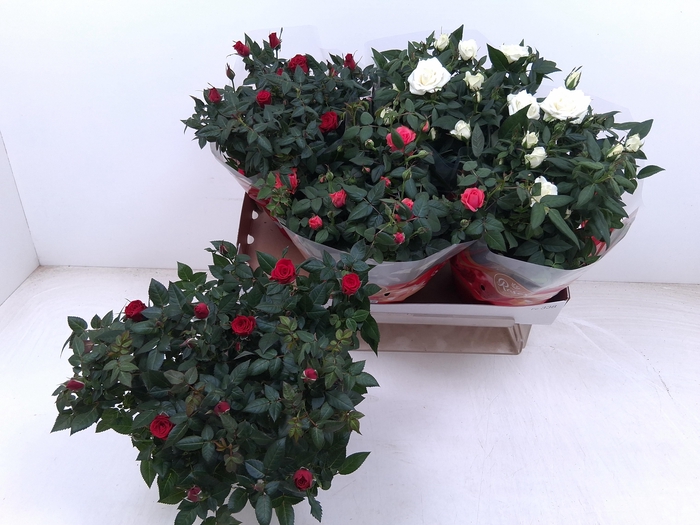 <h4>RO FAV RO GEM 3 SRT</h4>